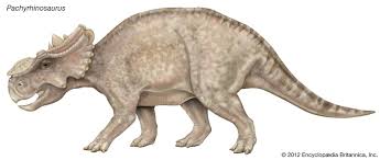 Illustration of Pachyrhinosaurus perotorum